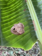 Angiopolybia