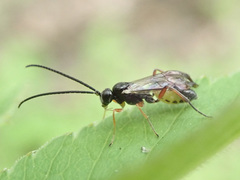 Limneriini