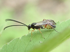 Limneriini