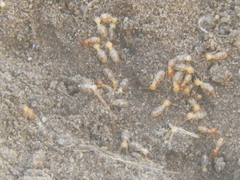 Cortaritermes fulviceps