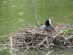 Fulica atra