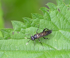 Macrophya infumata