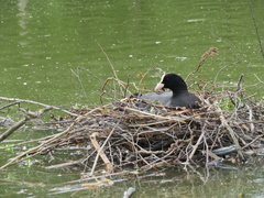 Fulica atra