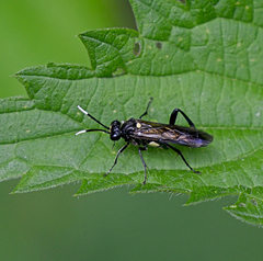 Macrophya infumata