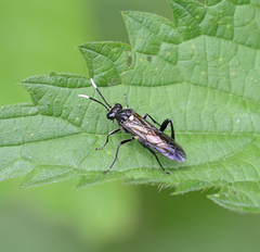 Macrophya infumata