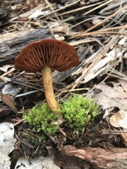 Cortinarius smithii