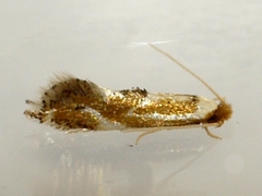 Philonome clemensella