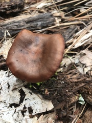 Cortinarius smithii