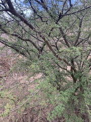 Vachellia tortuosa