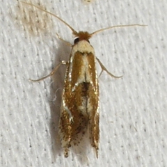 Philonome clemensella