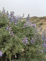Lupinus chamissonis