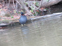 Gallinula chloropus
