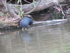 Gallinula chloropus