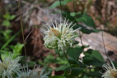 Monarda luteola