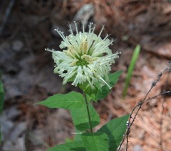 Monarda luteola