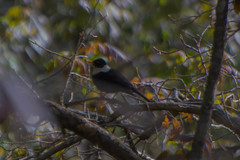 Turdus albocinctus