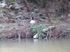 Branta canadensis