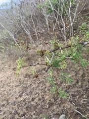 Vachellia tortuosa