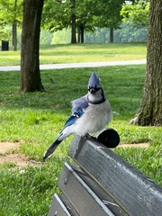 Cyanocitta cristata bromia