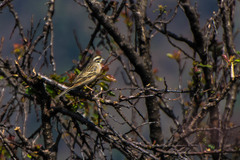 Emberiza fucata