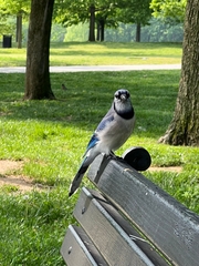 Cyanocitta cristata bromia