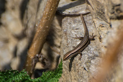 Ablepharus himalayanus