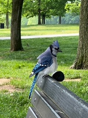Cyanocitta cristata bromia