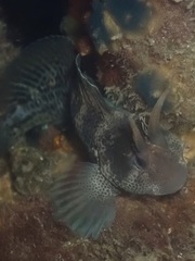 Parablennius postoculomaculatus