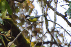 Parus monticolus