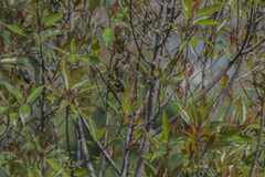 Chloris spinoides