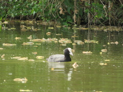 Fulica atra