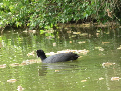 Fulica atra