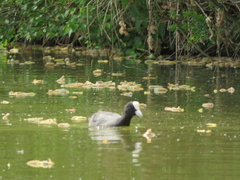 Fulica atra
