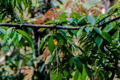 Cephalopyrus flammiceps