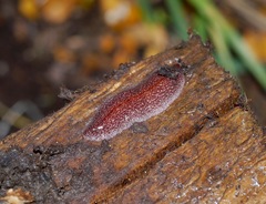 Australopacifica spectabilis