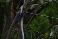 Niltava macgrigoriae