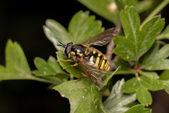 Chrysotoxum cautum