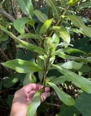 Hygrophila costata