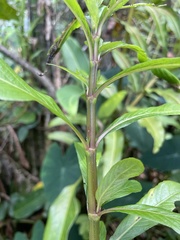 Hygrophila costata