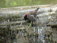 Gallinula chloropus