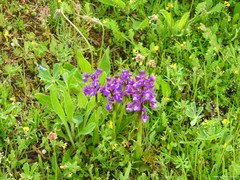 Lupinus hispanicus
