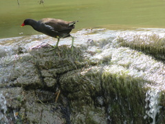 Gallinula chloropus