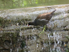 Gallinula chloropus