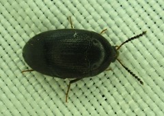 Eustrophopsis