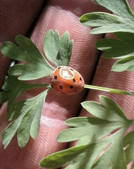 Henosepilachna argus