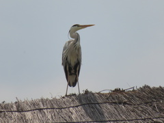 Ardea cinerea