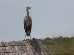 Ardea cinerea