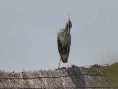 Ardea cinerea