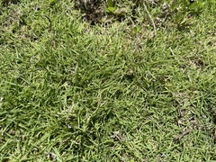 Zoysia matrella