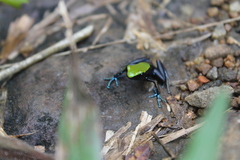 Mantella laevigata